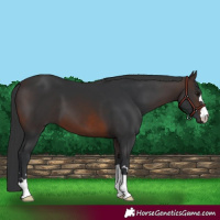 Horse Color:Brown 