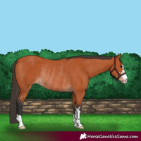 Horse Color:Bay Rabicano 