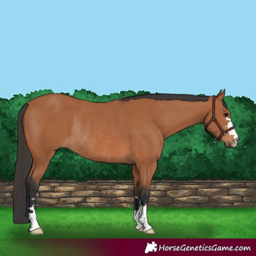 Horse Color:Bay Rabicano 