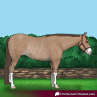 Horse Color:Classic Champagne Rabicano 