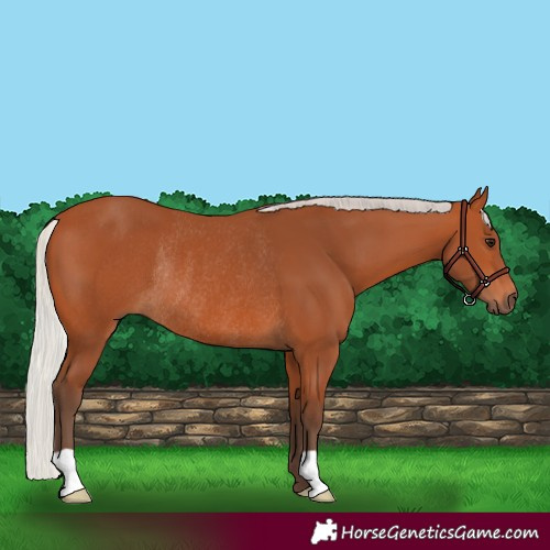 Horse Color:Silver Bay Rabicano 