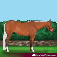 Horse Color:Silver Bay Rabicano