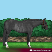 Horse Color:Black Rabicano 