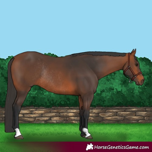 Horse Color:Bay Rabicano 