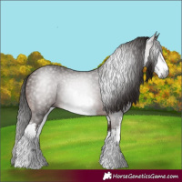 Horse Color:Gray White Spotted Bay 
