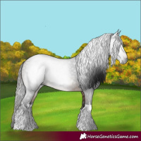 Horse Color:Gray White Spotted Buckskin Tobiano 
