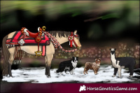 Horse Color:Buckskin Dun 