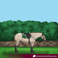 Horse Color:Bay Dun Appaloosa 