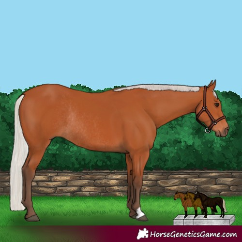 Horse Color:Silver Bay Rabicano 