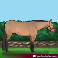 Horse Color:Bay Dun Rabicano