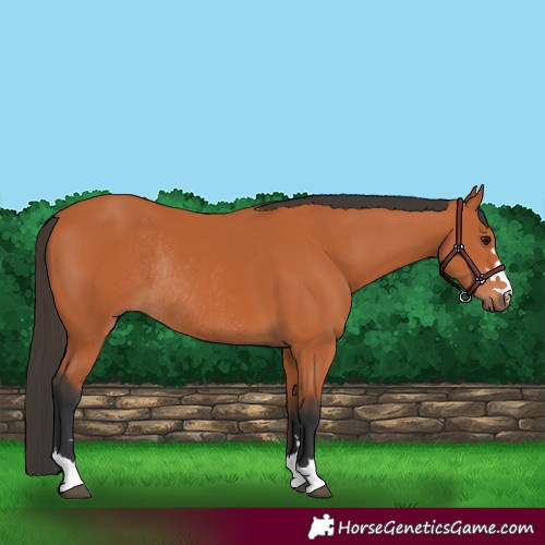 Horse Color:Bay Rabicano 