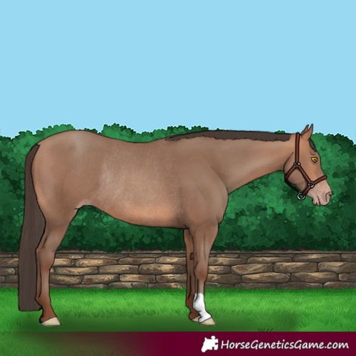 Horse Color:Amber Champagne Rabicano 