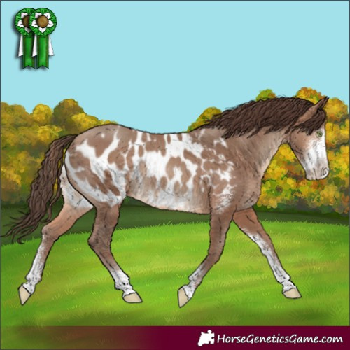 Horse Color:Sable Champagne Sabino Blanket Rabicano