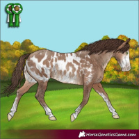 Horse Color:Sable Champagne Sabino Blanket Rabicano 
