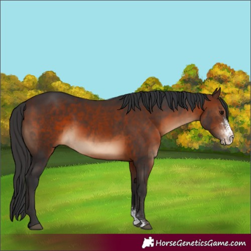 Horse Color:Brown Sabino 