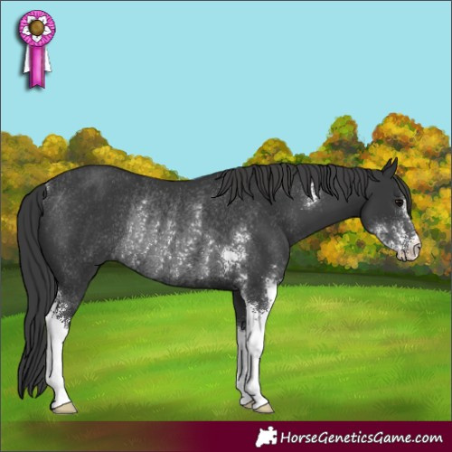 Horse Color:Black Sabino Rabicano 