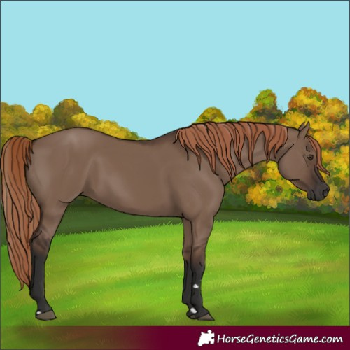 Horse Color:Liver Red Dun Rabicano 