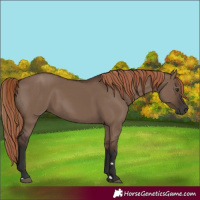 Horse Color:Liver Red Dun Rabicano 