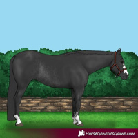 Horse Color:Black Rabicano