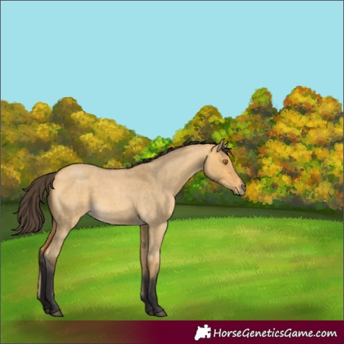 Horse Color:Buckskin Roan Dun 