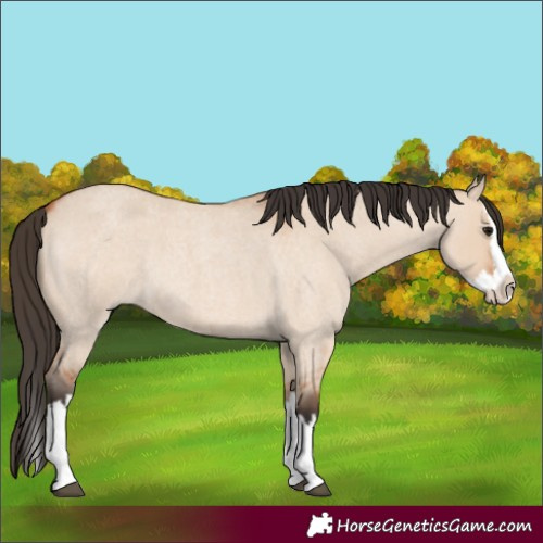 Horse Color:Bay Roan Dun Splash 