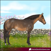 Horse Color:Buckskin 
