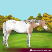 Horse Color:Silver Bay Dun Sabino Tobiano Frame Rabicano 