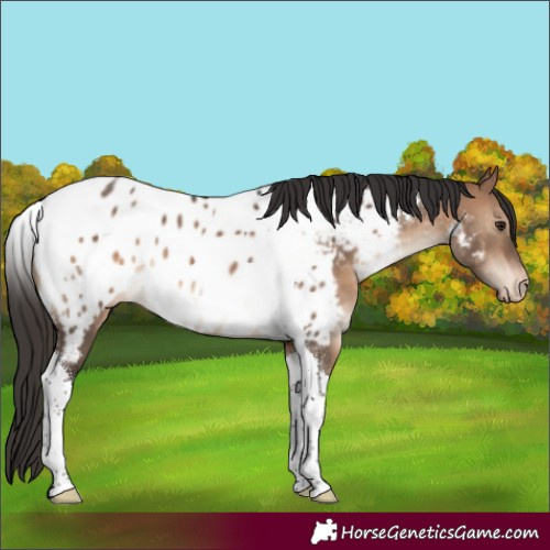 Horse Color:Bay Dun Tobiano Appaloosa 