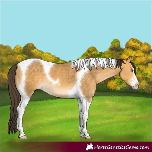 Horse Color:Buckskin Dun Tobiano 