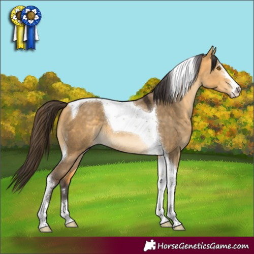 Horse Color:Buckskin Dun Tobiano 