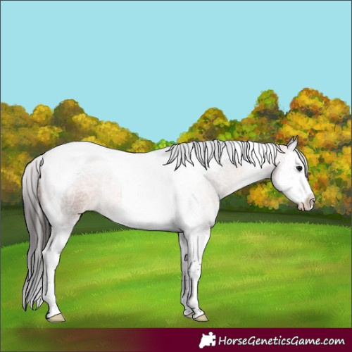 Horse Color:Bay Roan Splash Tobiano 