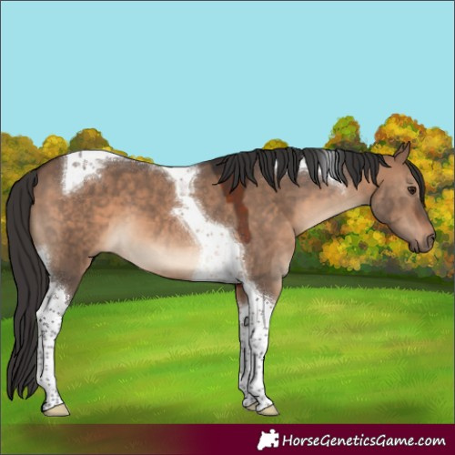 Horse Color:Brown Dun Tobiano 