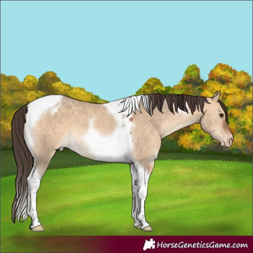 Horse Color:Bay Dun Tobiano Varnish 