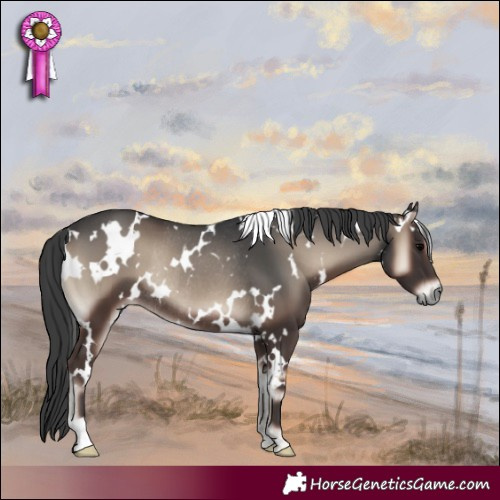Horse Color:White Spotted Blue Onyx Rabicano 