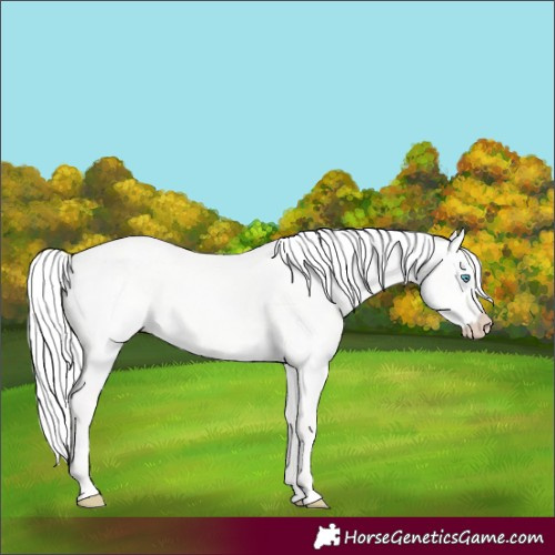 Horse Color:Silver Perlino Dun