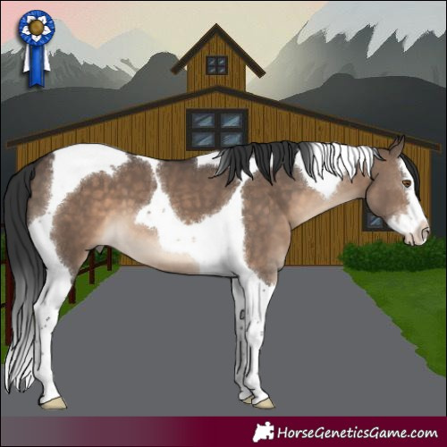 Horse Color:Brown Dun Splash Tobiano 