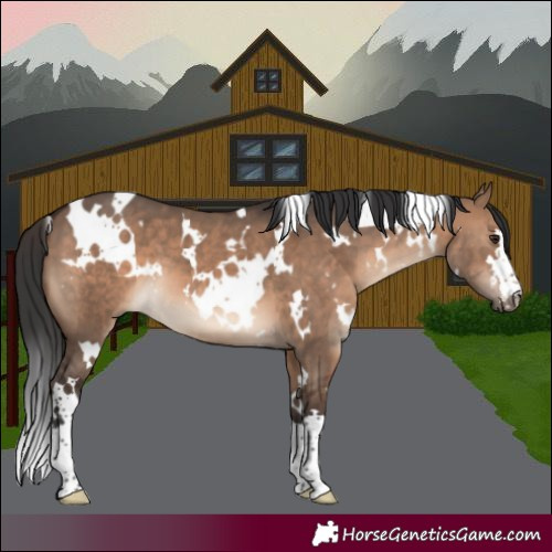 Horse Color:White Spotted Brown Dun 