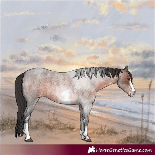 Horse Color:Brown Roan Sabino 