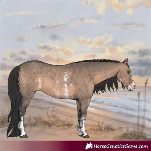 Horse Color:Brown Dun Sabino 