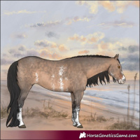 Horse Color:Brown Dun Sabino 
