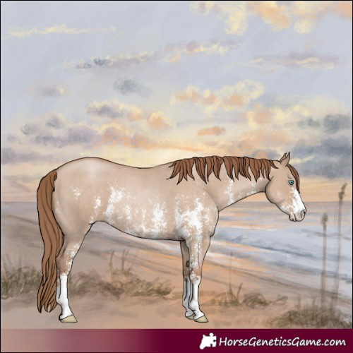 Horse Color:Grullo Pearl Sabino Rabicano