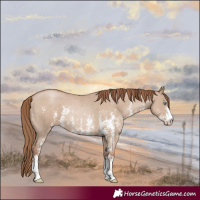 Horse Color:Grullo Pearl Sabino Rabicano 