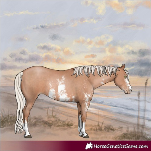 Horse Color:Silver Brown Pearl Sabino Rabicano 