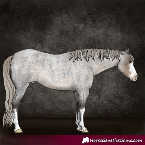 Horse Color:Silver Smoky Blue Roan 