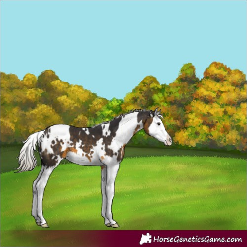 Horse Color:White Spotted Silver Buckskin Splash 