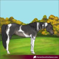 Horse Color:Black Tobiano 