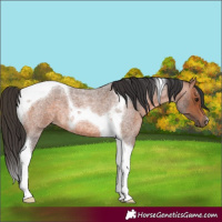 Horse Color:Bay Roan Tobiano
