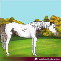 Horse Color:Liver Chestnut Splash Tobiano Frame Rabicano 