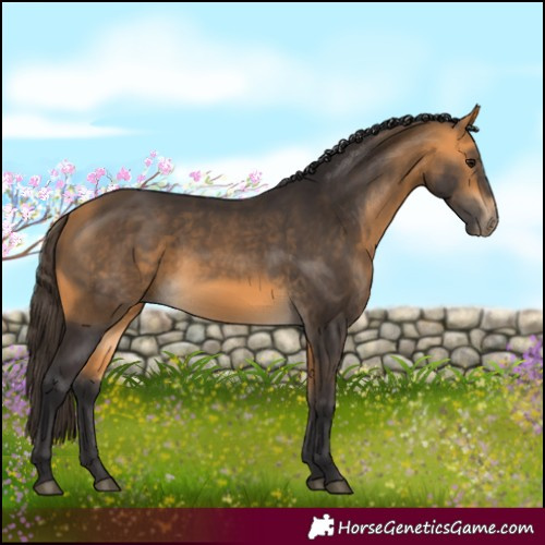 Horse Color:Buckskin 