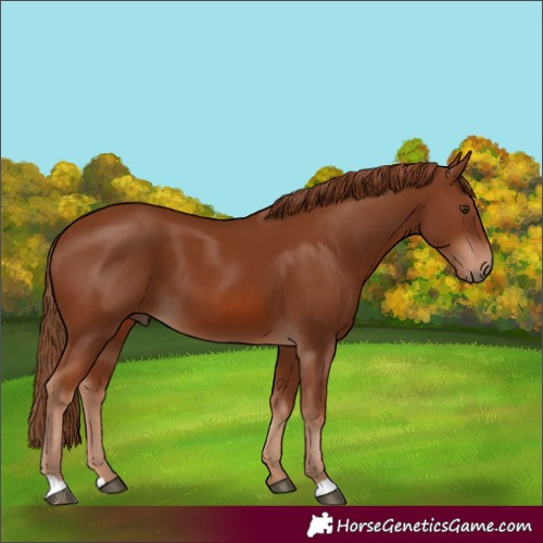 Horse Color:Chestnut 